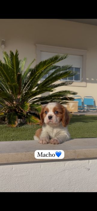 Cavalier king charle macho