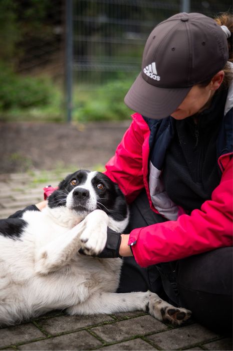 Pies o nietuzinkowej urodzie: mix Husky i Border Collie w schronisku.
