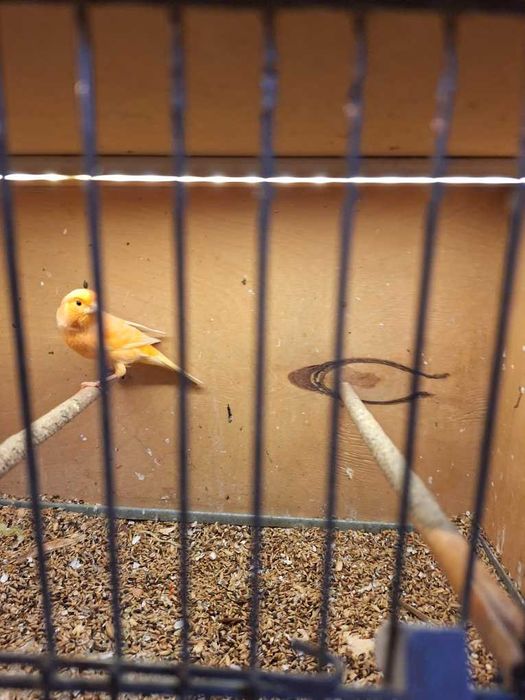 Kanarki - samce na śpiewie