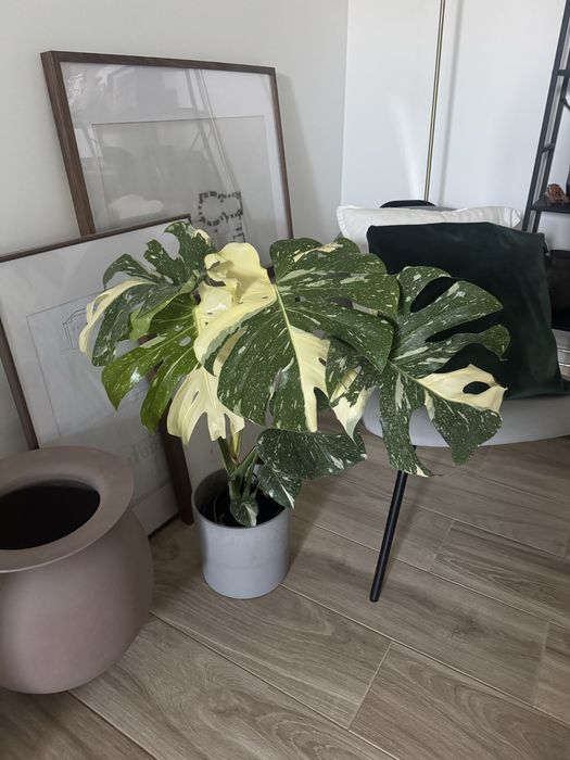 Monstera Thai Constellation com Folhas grandes