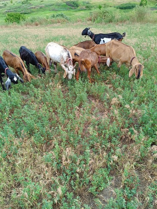 Англонубійскі кози