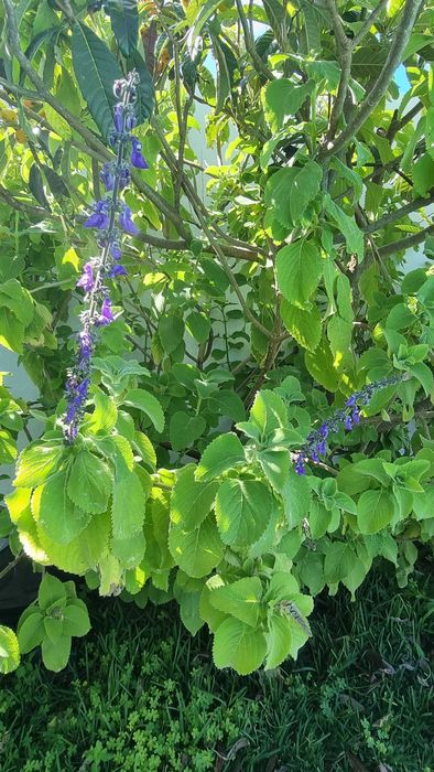 vendo estacas de boldo