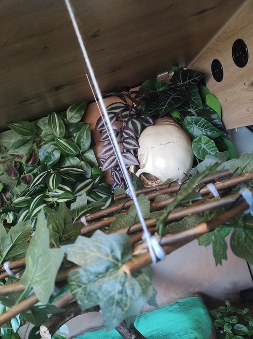 Duże terrarium z wężem