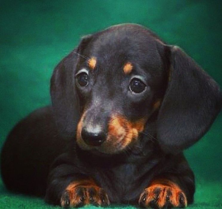 Чорно-підпалі цуценята такси — знайдіть друга!