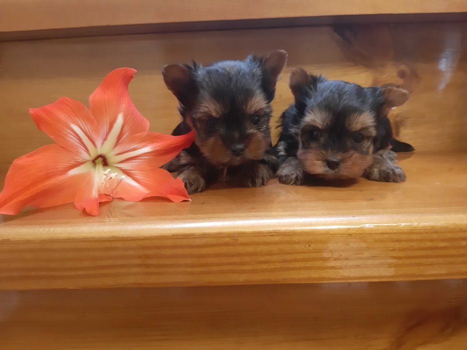 Супер МИНИ йорки!