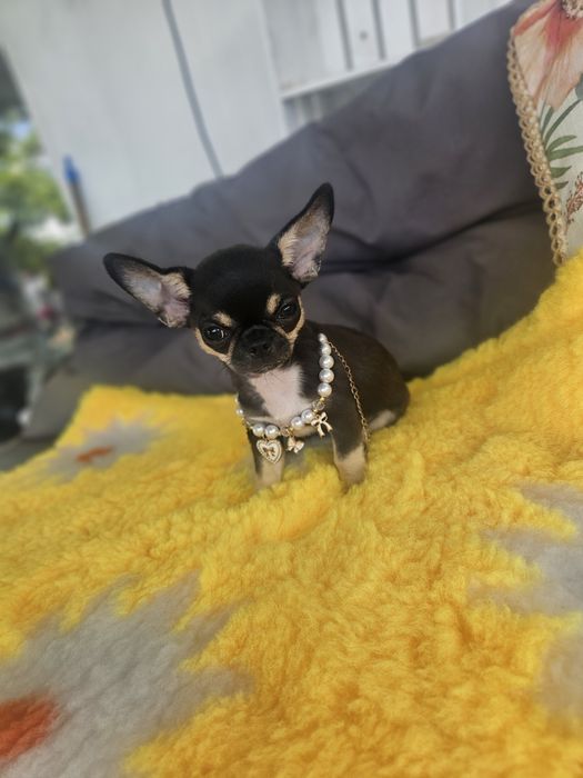 Mini suczka chihuahua 11 tyg