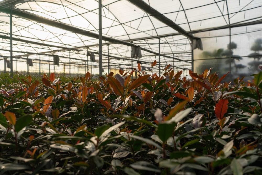 Photinia Carre Rouge -  80/100cm