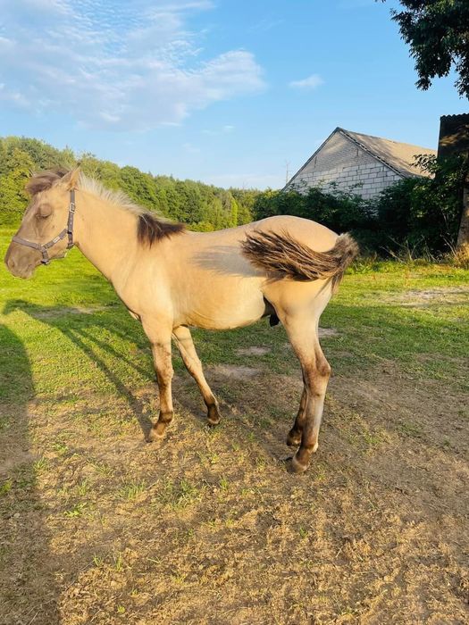Konik Polski klacz/ogier