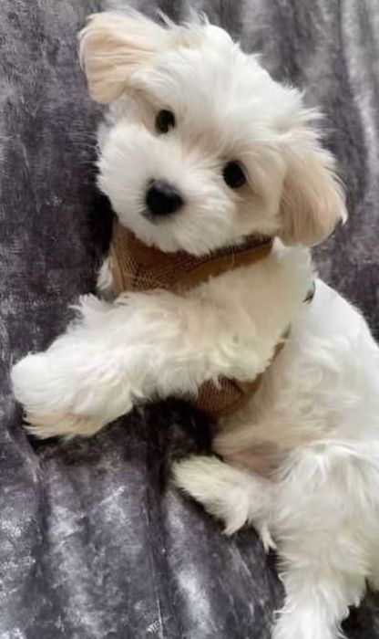 Неймовірнi ‼️ Мальтипу ,Xлопцi мальтезе/;; Мальтіпу;/