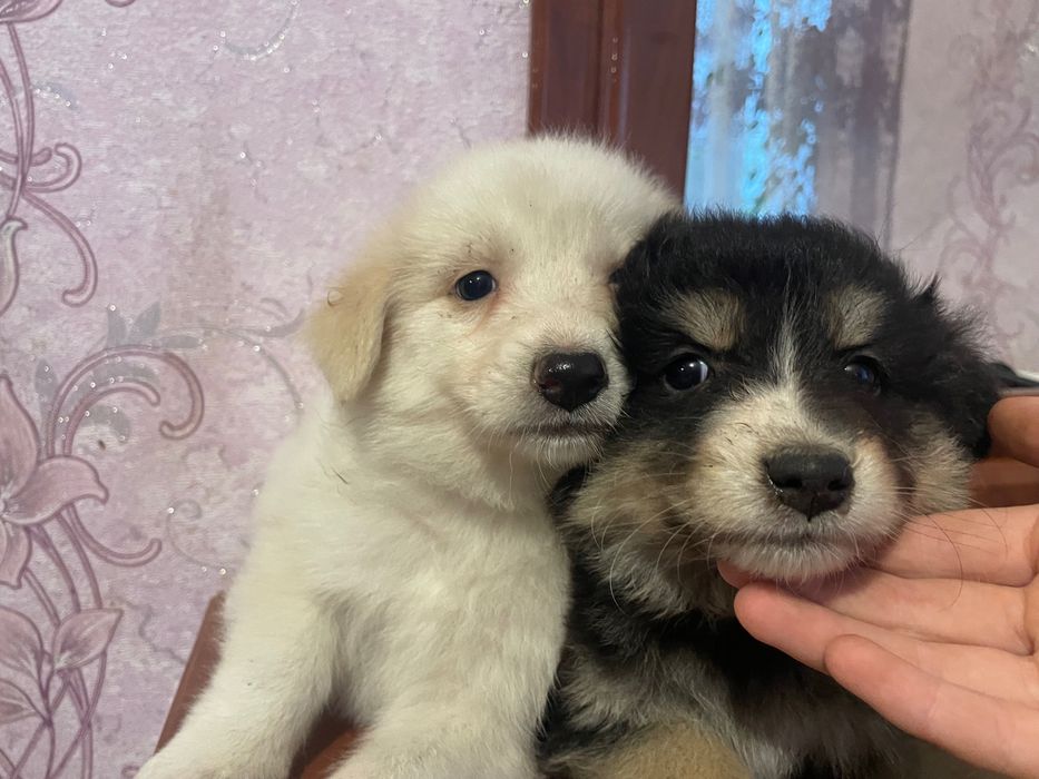 Віддам цуценят 2 дівчинки