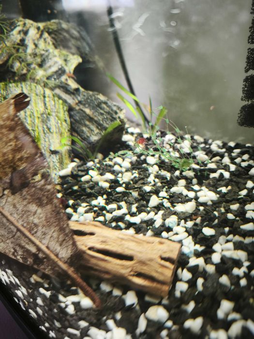 Акваріум 42 літри з креветками і мальками гуппі, барбусів та сомиків