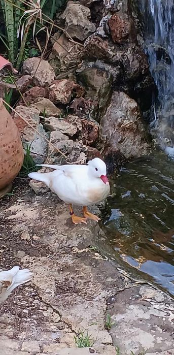 rosicolis e patos mandarins