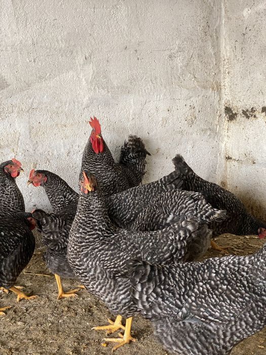 Galinhas de varias raças/pedrês entre outras.