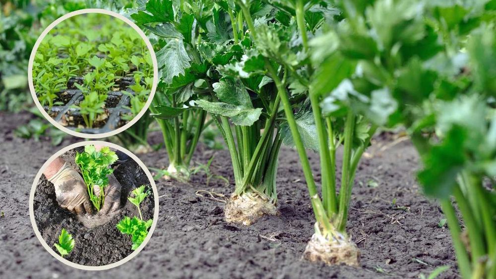 rozsada selera korzeniowego Prinz F-1