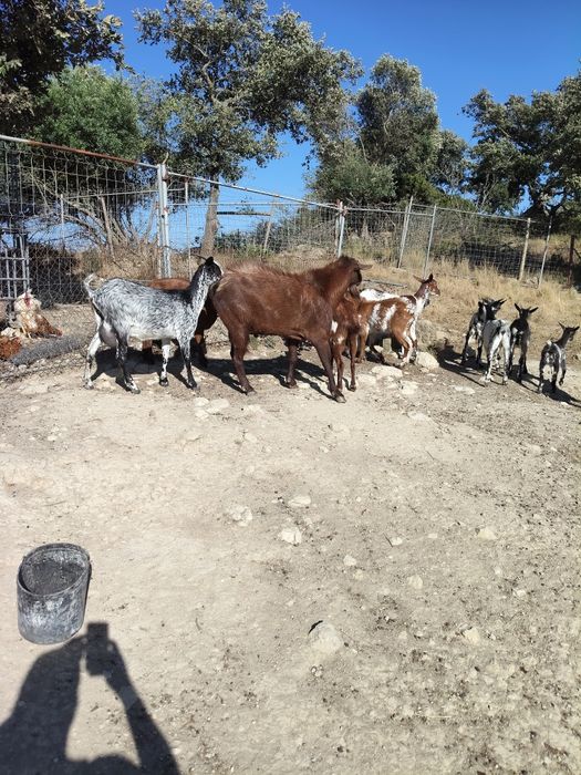 Vendo cabras e cabritos