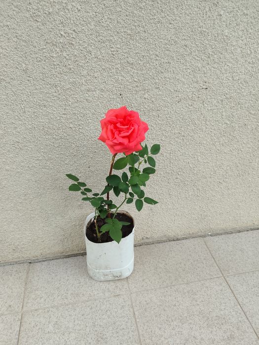 Vaso com Roseira