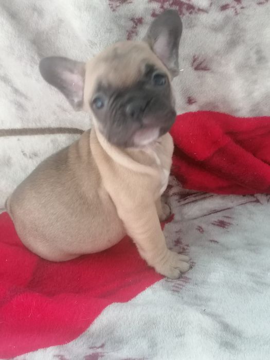 Bulldog francês faune  Miniatura