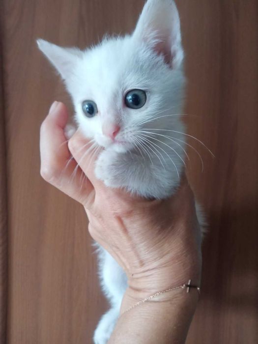 Котенятко в добрі руки