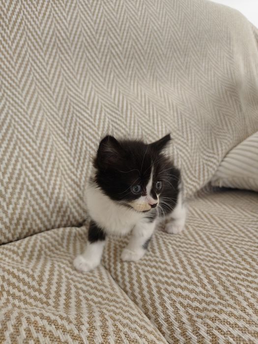Gatinha para adoção