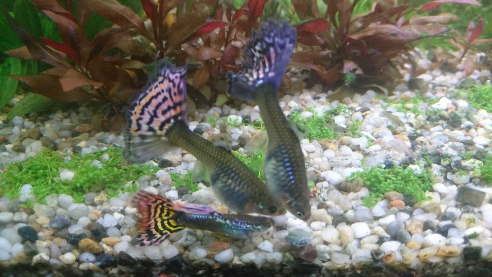 Gupiki pawie oczko - narybek, rybki dorosłe