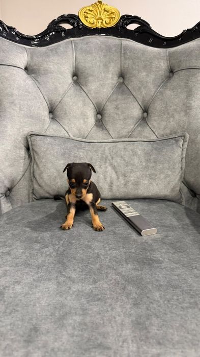 Pinscher miniatura