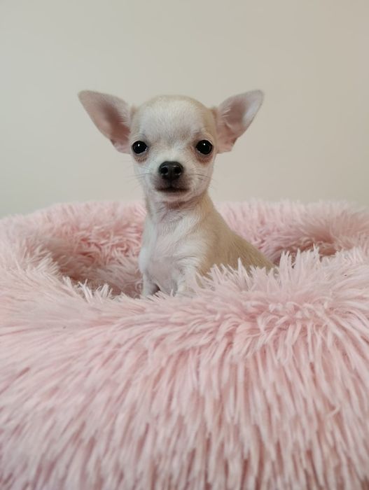 Chihuahua  Śliczna  Dziewczynka