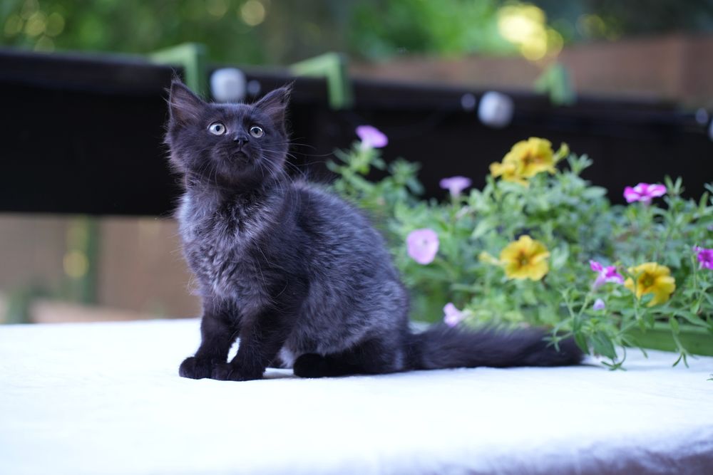 Kotka ragdoll/cherubim dymna Black solid