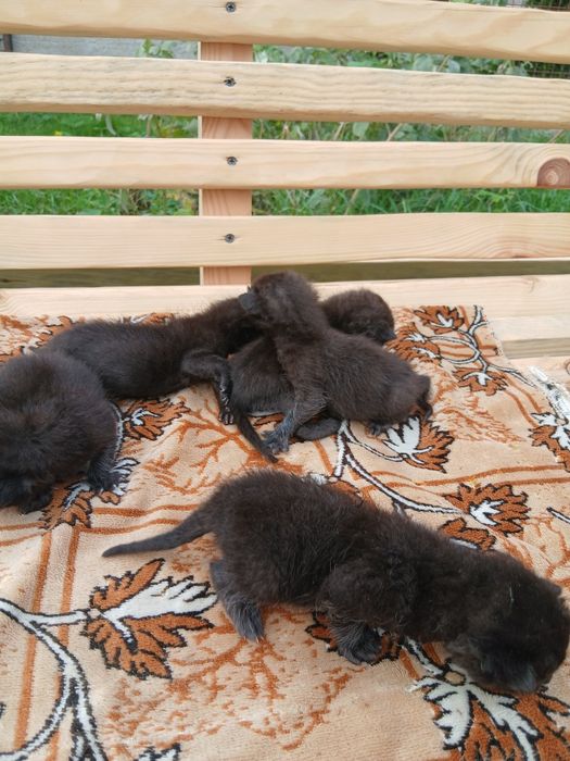 Відам кошенят безкоштовно кошеня