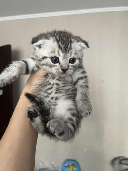 Шотландські кошенята