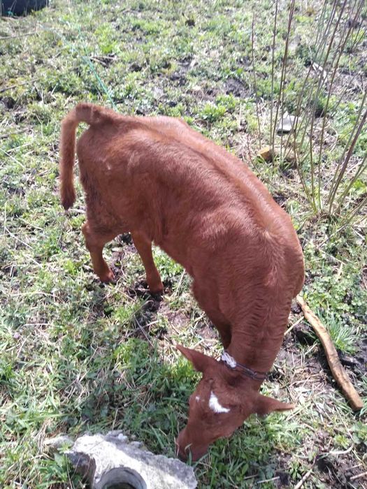 продамо гарних теличек