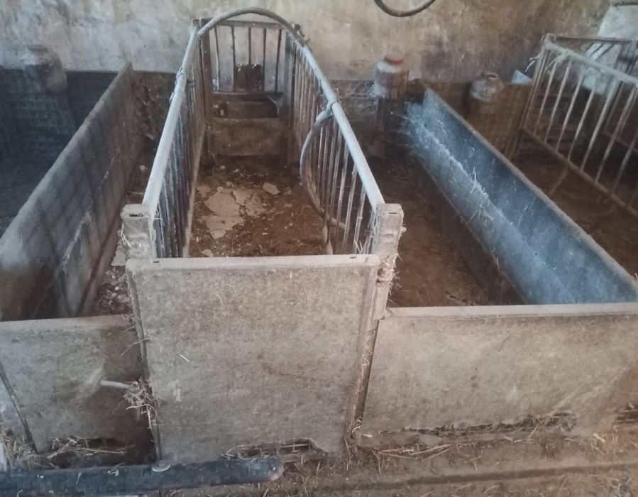 Kojec porodówka dla loch macior