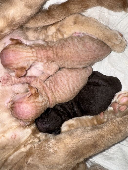 Devon Rex - rudy kocurek, kocię FPL