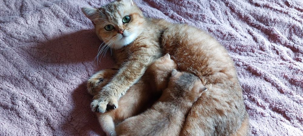 Вязка. Кот Золота шиншилла