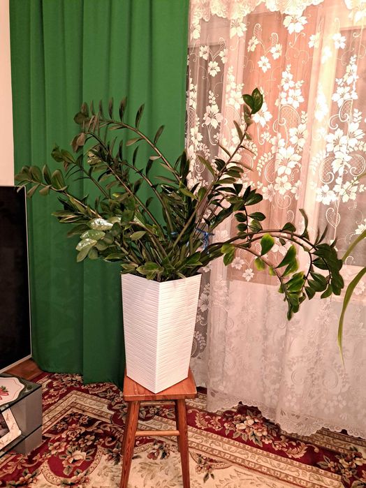 Kwiat duży w doniczce