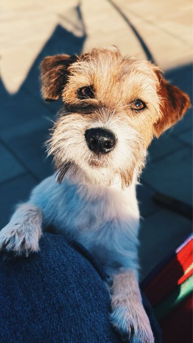 Вʼязка джек-рассела-терʼєра