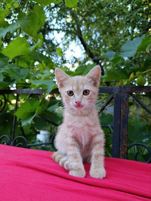 Отдам 2х котов мальчиков