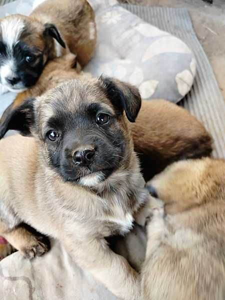 Małe szczenaki szukają kochającego opiekuna