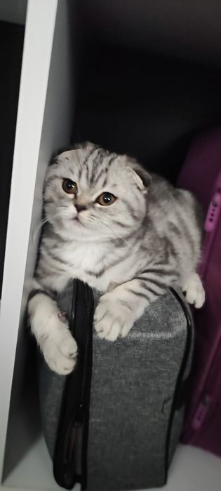 Кошенята шотландський скотиш фолд