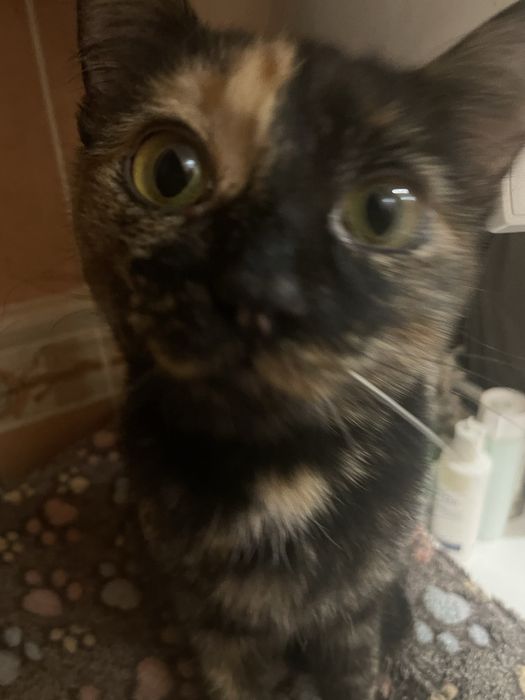 Кошеня 9 міс