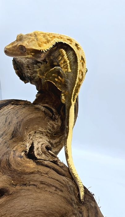 Gekon Orzęsiony - Correlophus ciliatus