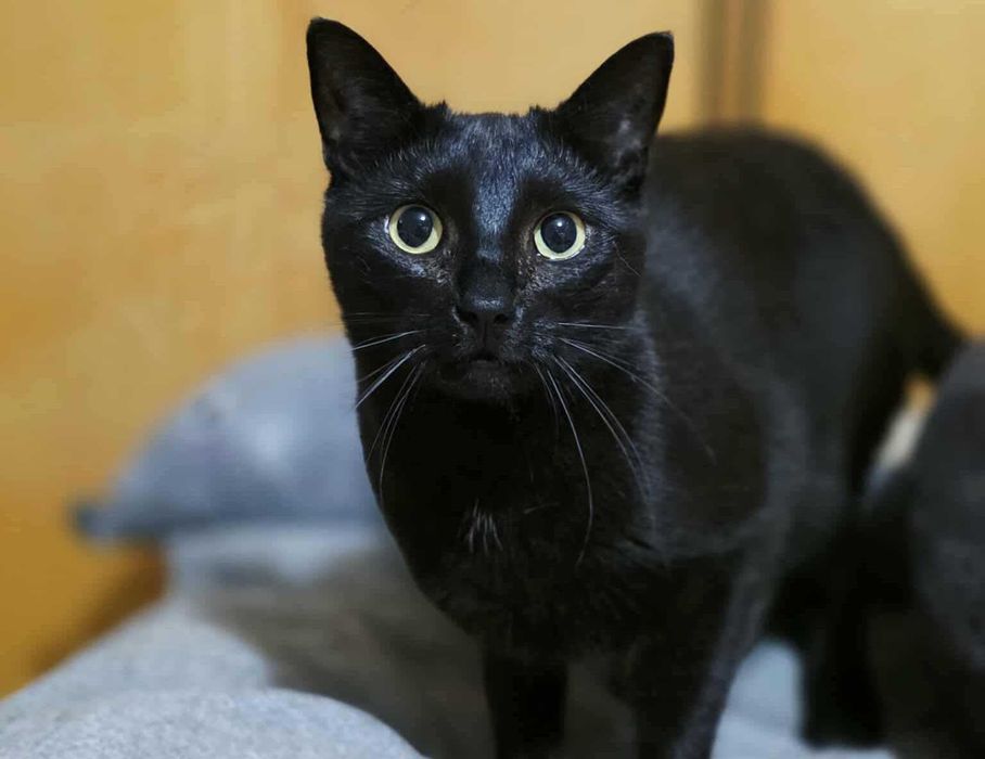 Wrażliwa Iskra szuka domu- kotka do adopcji