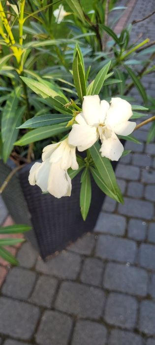Oleander biały podwójny
