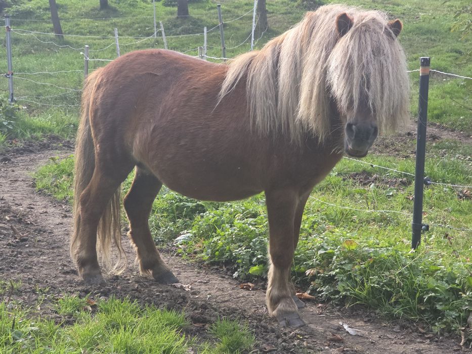 Kuc Ogier shetland