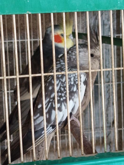 Casal Caturras para cedencia