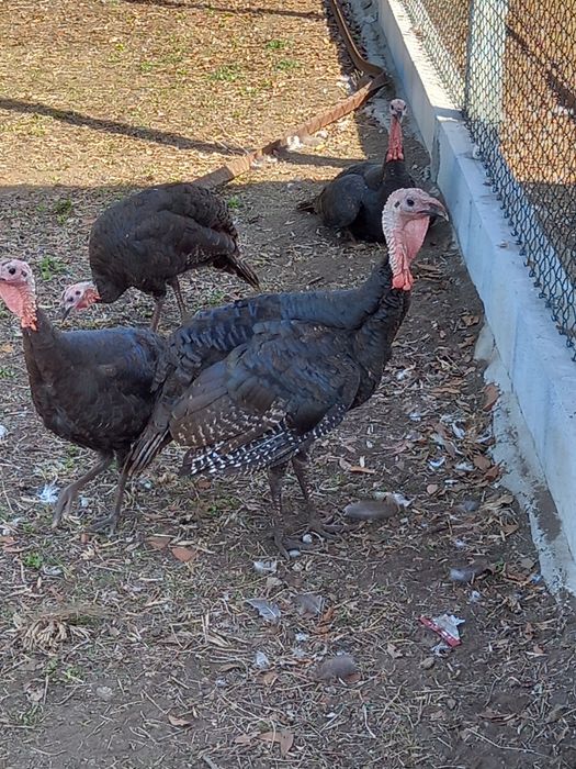 Faisões,  gansos, patos mudos e perus