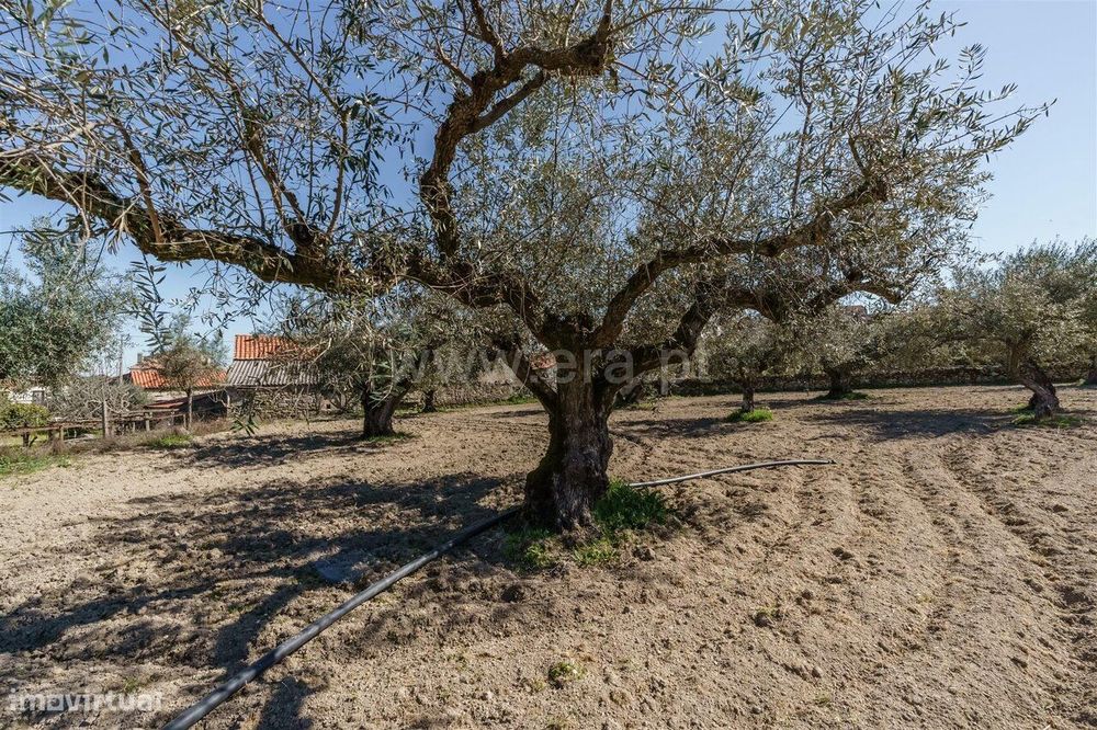Terreno / Fundão, Martianas