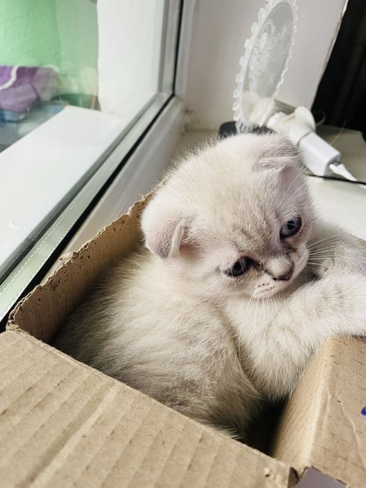 Чистокровні шотландці срібна шиншила