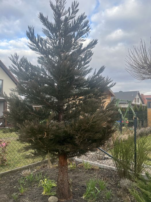 Sekwoja drzewo do wycinki