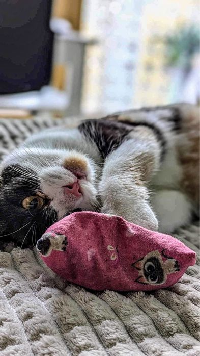 Kochana koteczka szuka kochającego domu!