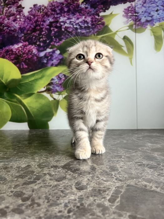 Висловухий шотландець кошеня хлопчик 2 місяці scottish fold